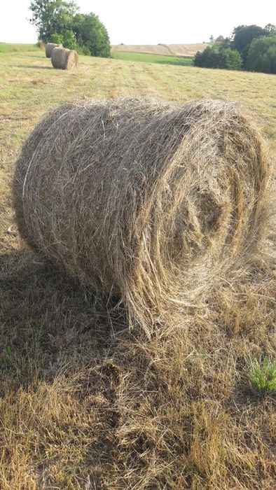 Siano w belach ,bele siana suche 2025