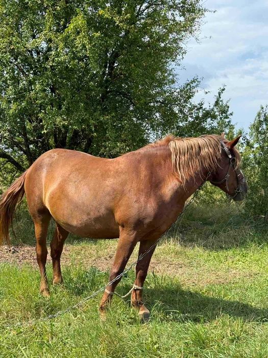 Продам Кобилу, 9 років