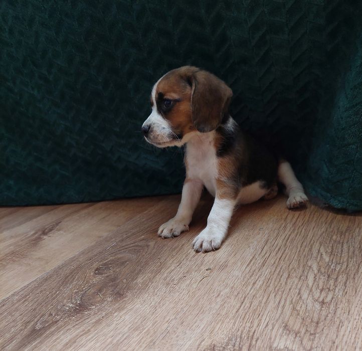 Malutka suczka beagle piękny szczeniak mniejszego typu