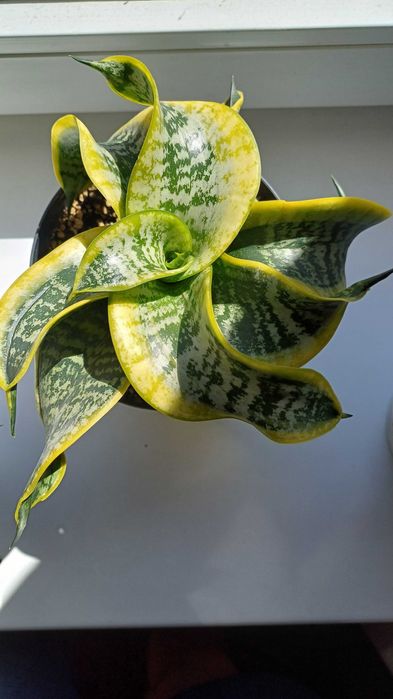 Сансевієрія  санса хані маргіната, Люсіль, філіпін голд домашня