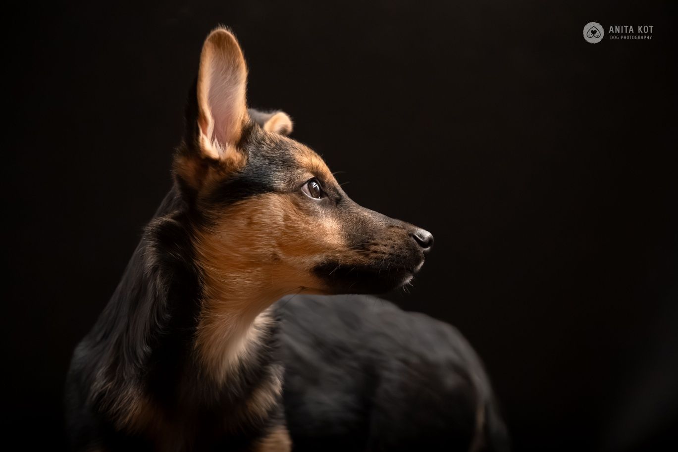 Enzo, wrażliwy szczeniak do adopcji