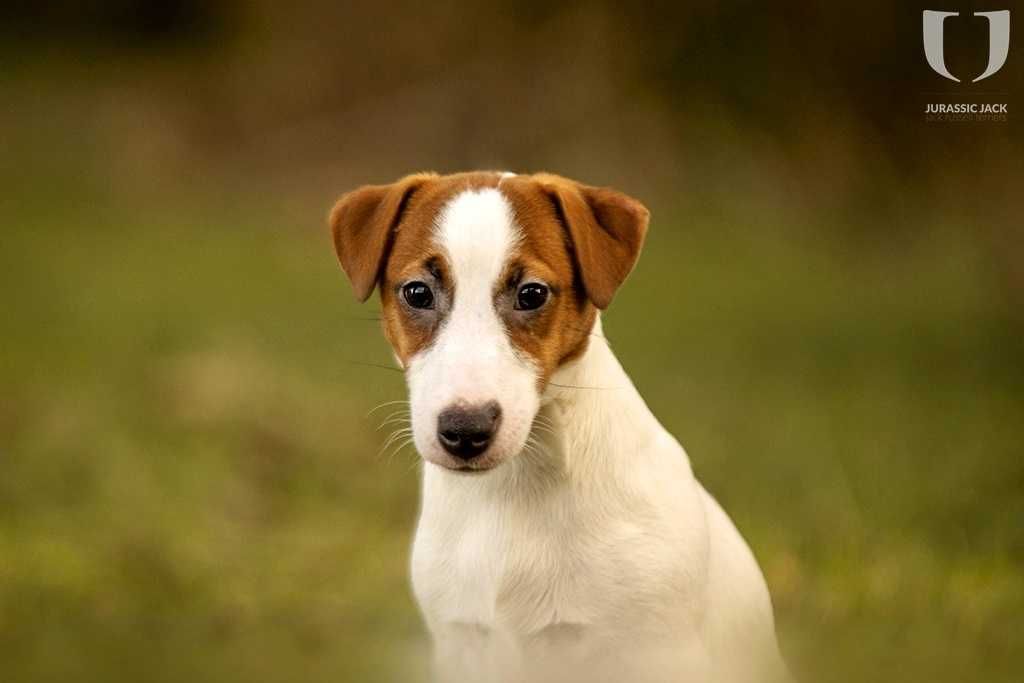 Jack Russell Terrier ZKwP FCI szczenię gładkowłose piesek