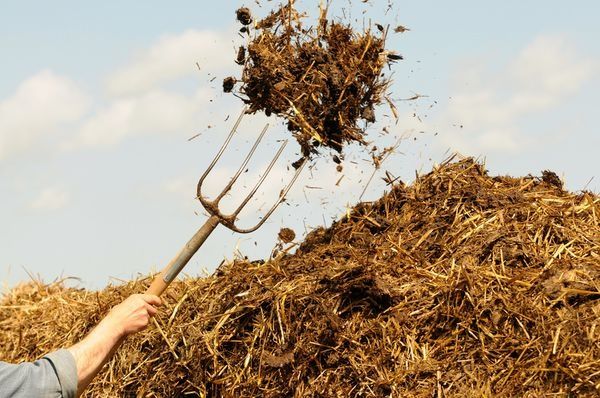 Продам гній коров'ячий та кінський