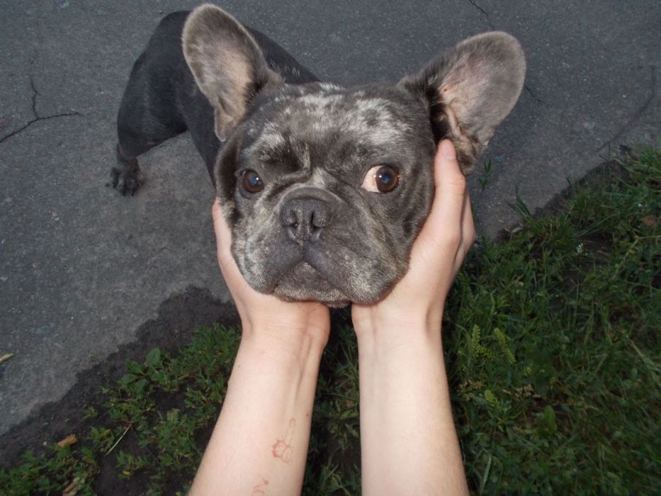 Французький бульдог в'язка