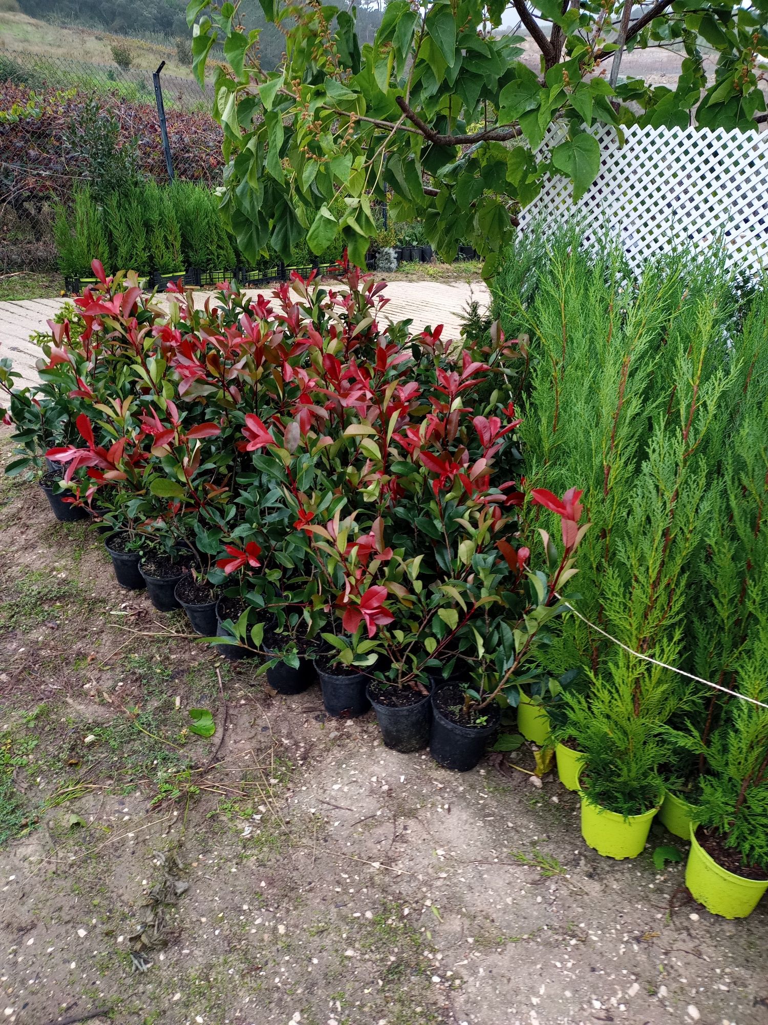 Photinias para sebes