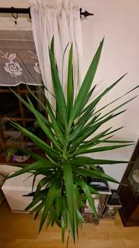 Juka, yucca domowa