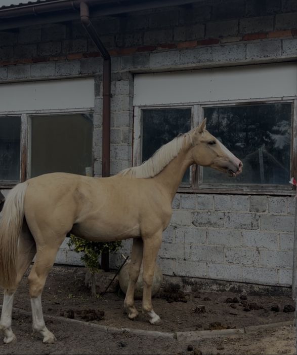 Rokujący wałach z potencjałem