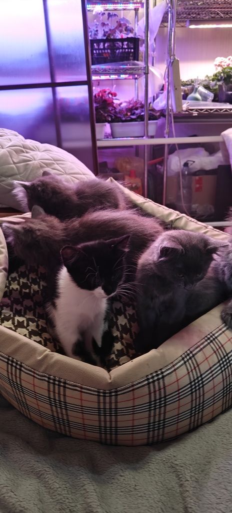 Кошенята 2 місяці. БЕЗКОШТОВНО