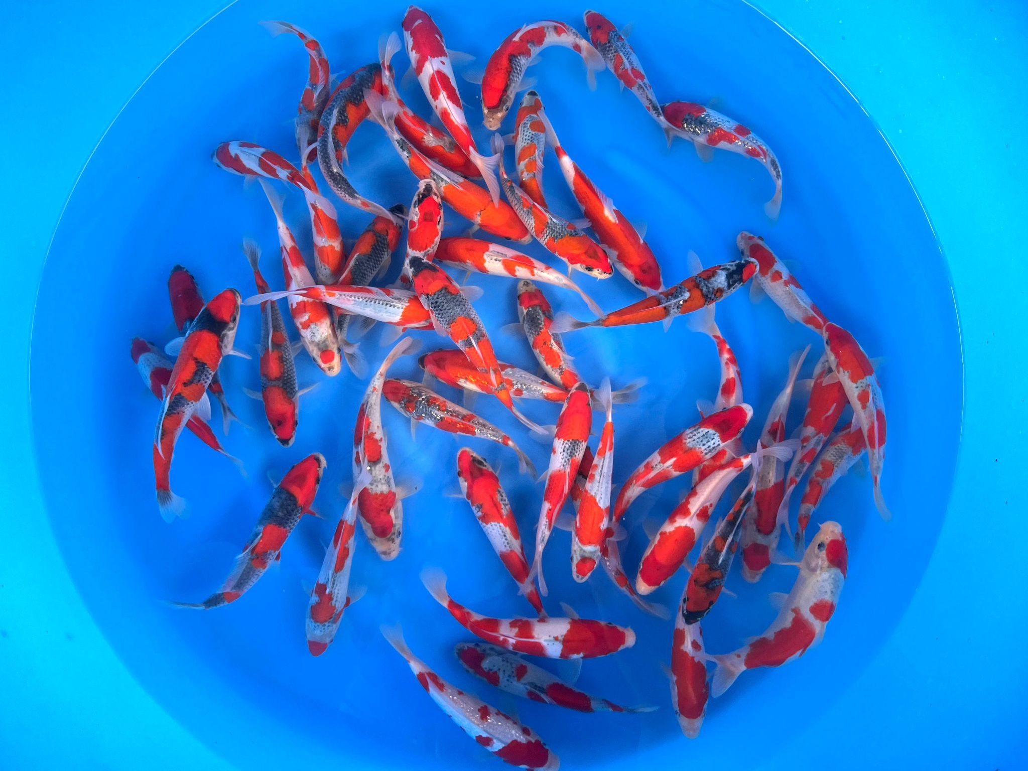 Japonskie Karpie koi legalna Bezpieczna wysyłka 24/7