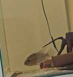 Hoplarchus Psittacus