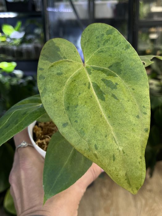 Anthurium Fort Sherman x X One variegata
