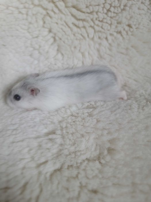 Chomik dżungarski campbell chomiczek