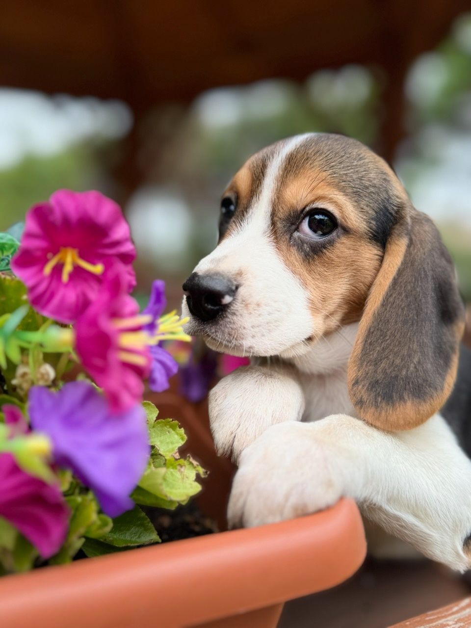 Cudowna Beagle sunia z rodowodem wielopokoleniowym