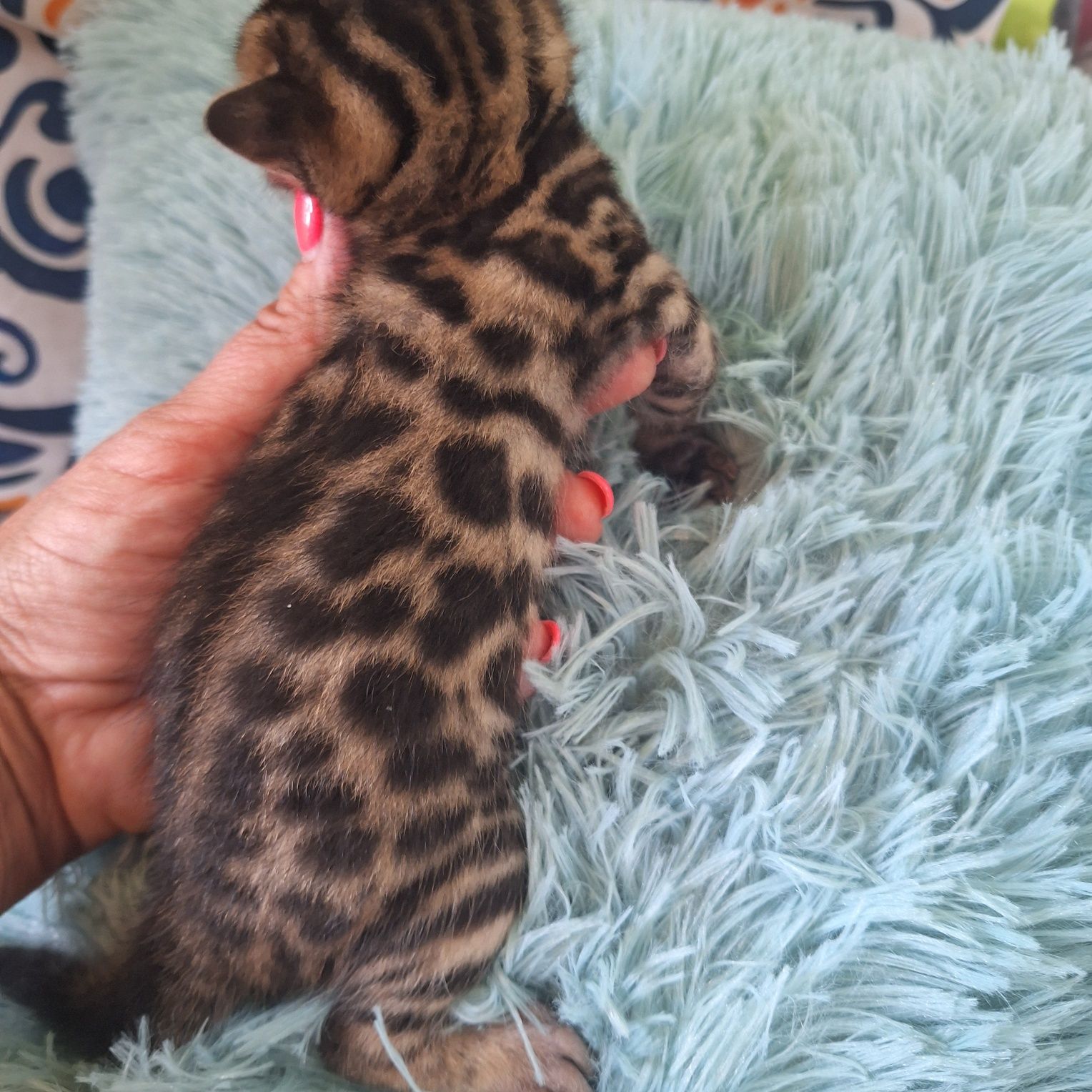 Koty bengalskie do rezerwacji