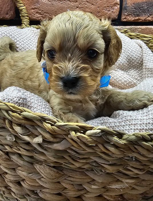 Cavapoo piekny chłopczyk