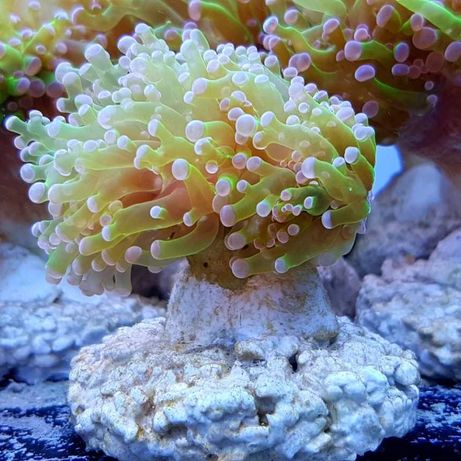 Akwarium morskie ryby morskie koralowce euphyllia paradivisa