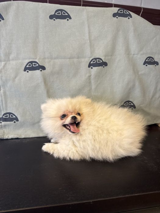 Spitz Alemão Branquinho Pequenino