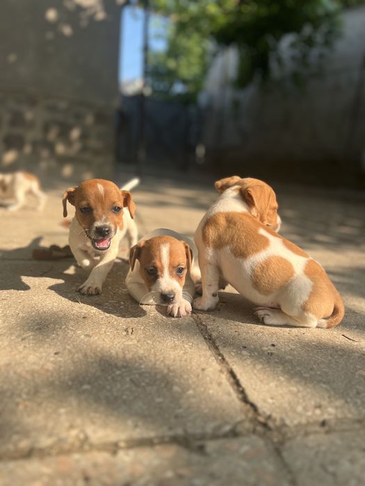 Хлопчики та дівчатка Джеки