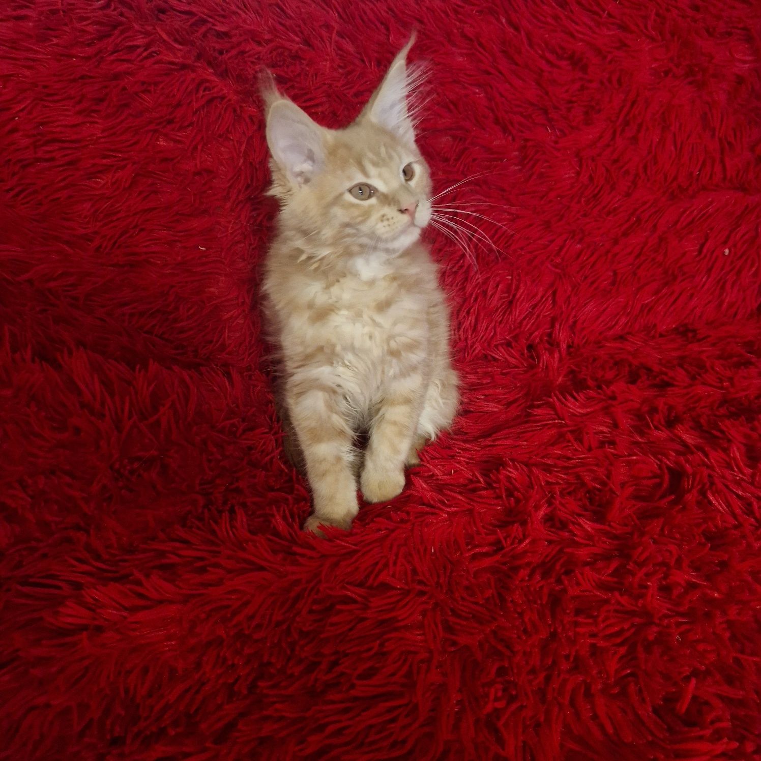 Rudy kocurek Maine Coon