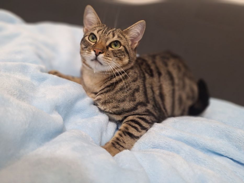 Pêras, para adoção