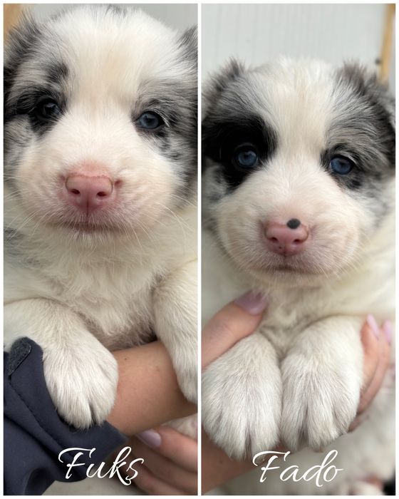 Szczeniak border collie z rodowodem (z bad.genetycznymi)