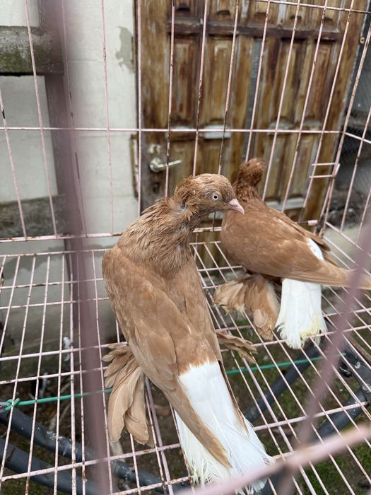 Sprzedam wiszfany zolte koroniate kosmate