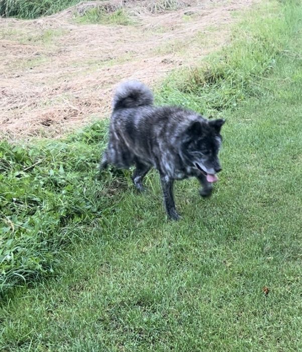 Akita szuka domu, do adopcji