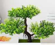Roślina ozdobna w stylu BONSAI