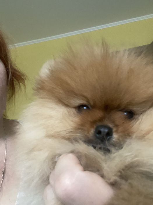 Шикарна померанка шукає родину