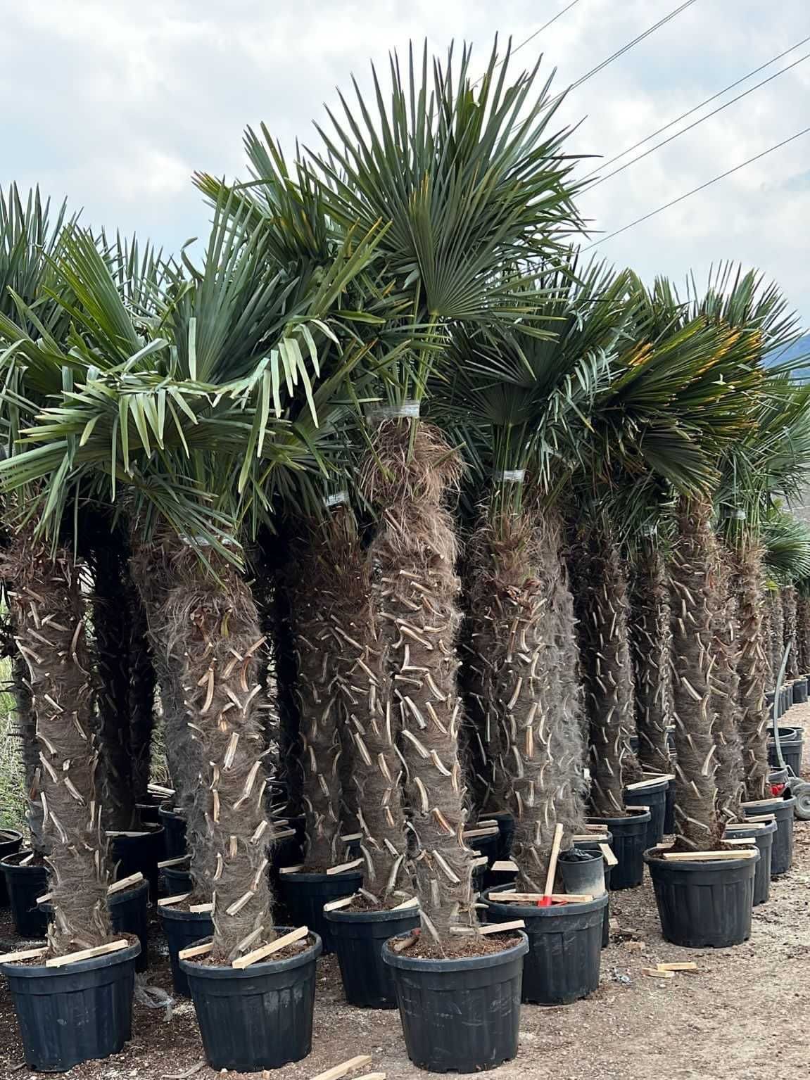 palmy, palma, palma mrozoodporna, trachycarpus fortunei