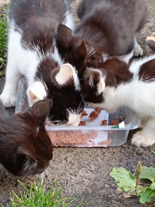 Kociaki czekają na bezpieczne domki