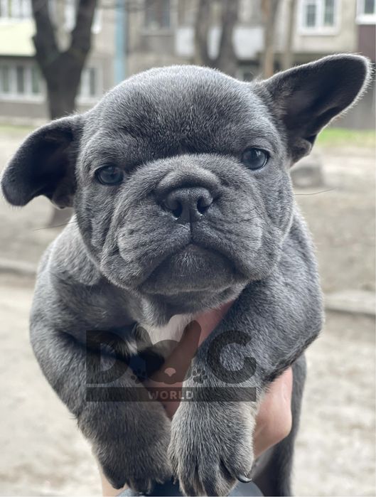 Голубой французкий бульдог