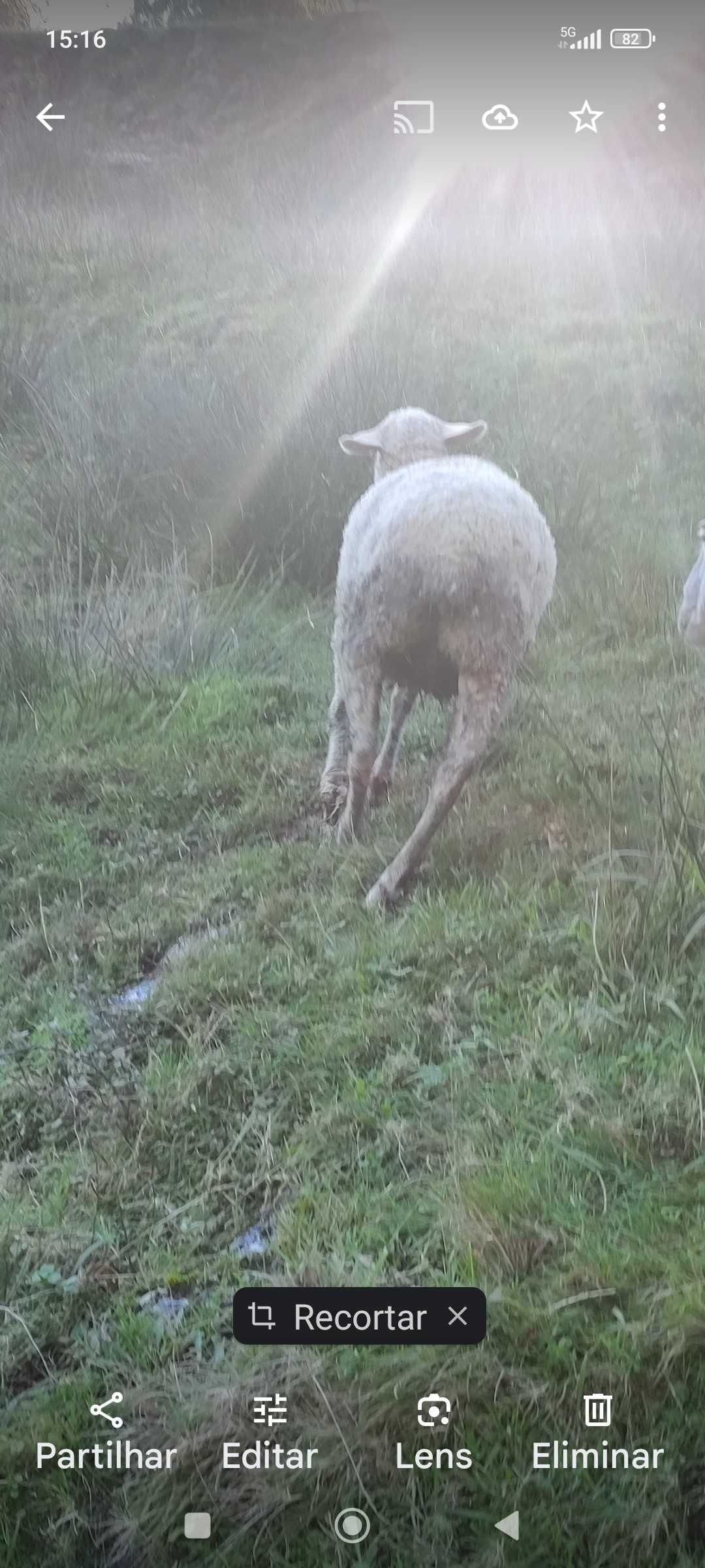 Vendo borrega já tosquiada,e possivelmente prenha
