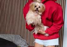 Maltipoo F1 biszkoptowy wesoły chłopczyk malutki odchowany
