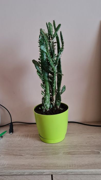 Opuncja kolczasta  kwiat doniczkowy