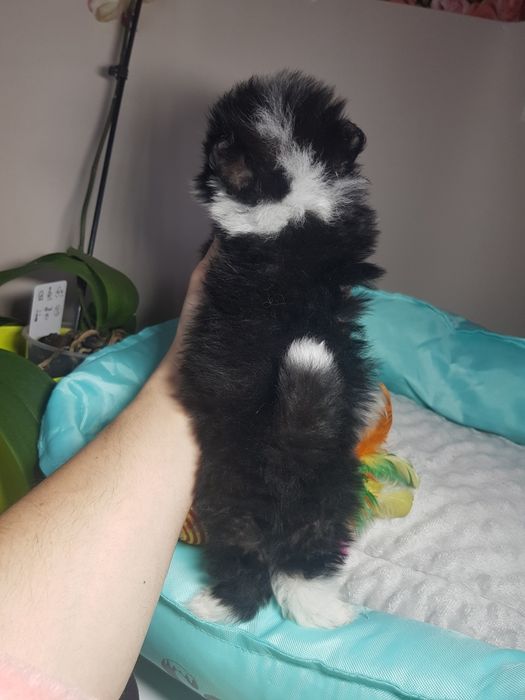 Супер мини малыш