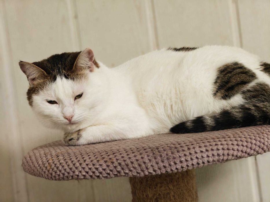 Киця Брошка - біла шубка, темні вушка - чекає вас ! кішка кошеня  кіт