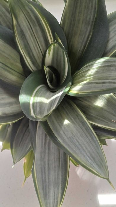 Сансевієрія Ханні Голден Маргіната Цунамі Люсіль Полан