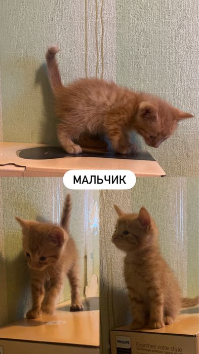 Отдаем котят в добрые руки!