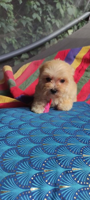 Maltipoo chłopiec Warszawa maltańczyk pudel