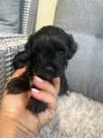Piesek cavapoo do odbioru