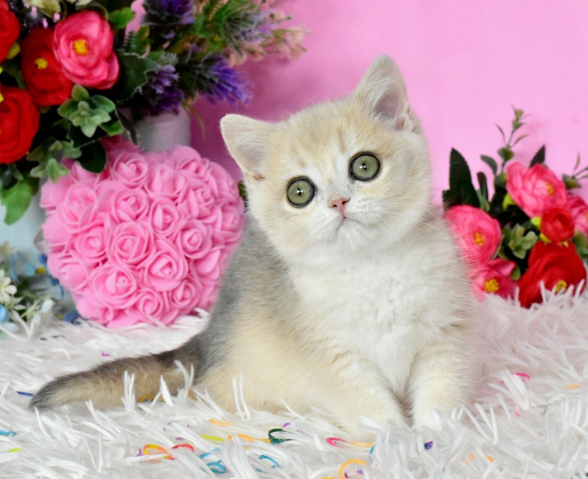 Голубая шиншилла, ау12, золотая шиншилла, кошечка, продажа