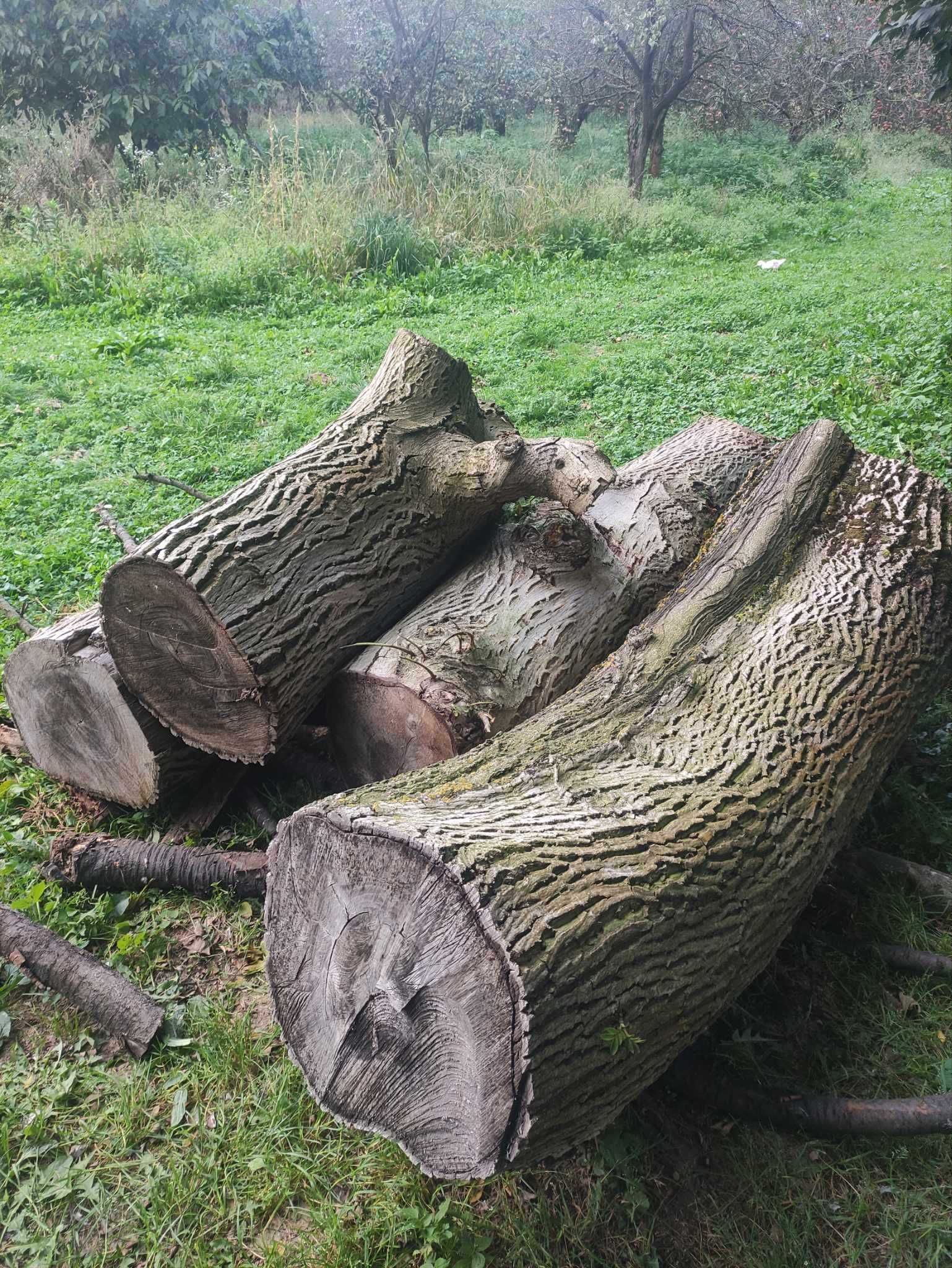 Kawałki drewna orzecha włoskiego