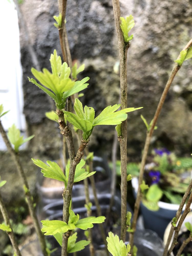 Vários tipos de plantas