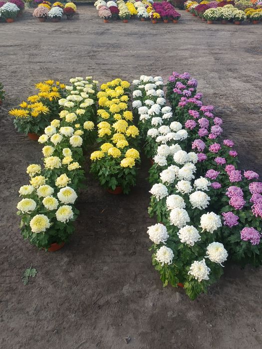 Kwiaty chryzantemy drobnokwiatowe,wielokwiatowe,bomby