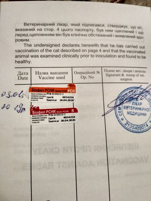 Шотландський прямовухий