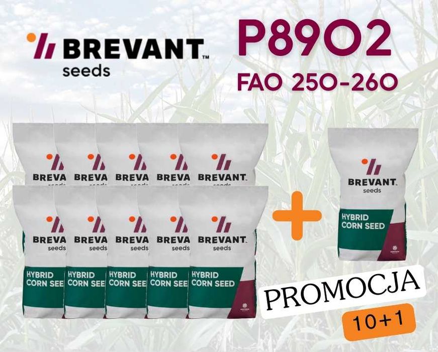 Materiał siewny kukurydzy Brevant P8902 FAO 250-260 PROMOCJA