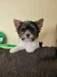 Yorkshire Terrier Biewer