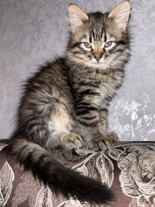 Віддам котика в гарні руки