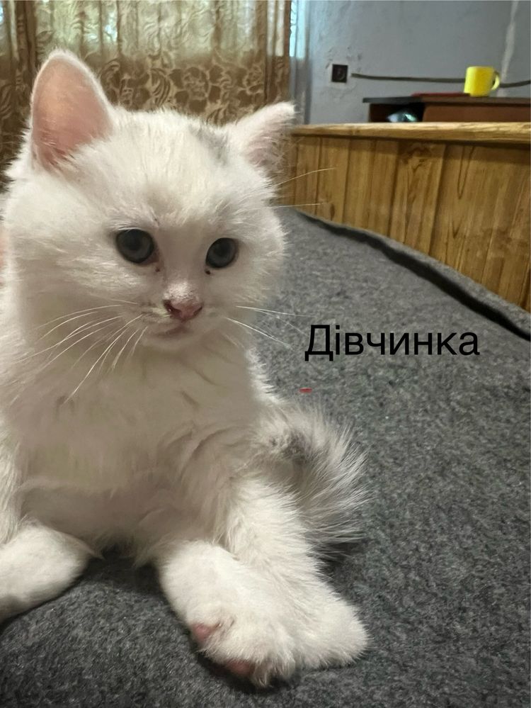 Віддам безкоштовно котенят